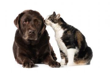 Cane e gatto