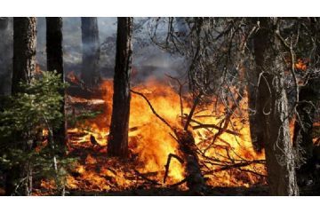 Immagine raffigurate un incendio boschivo