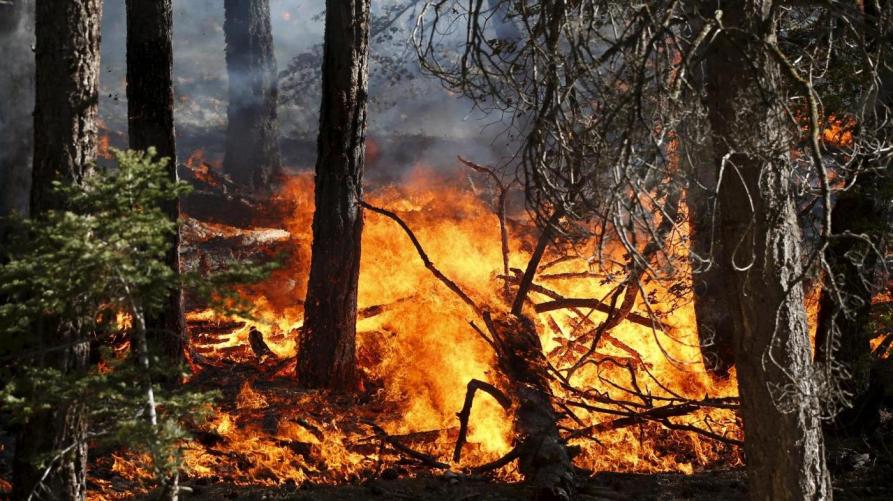 Immagine raffigurate un incendio boschivo